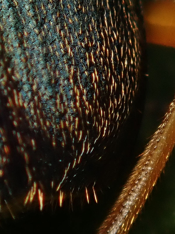 Carabidae: Brachinus elegans o B. psophia